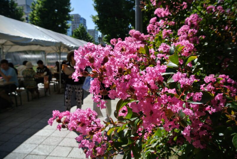 大通公園のイッサイサルスベリの花