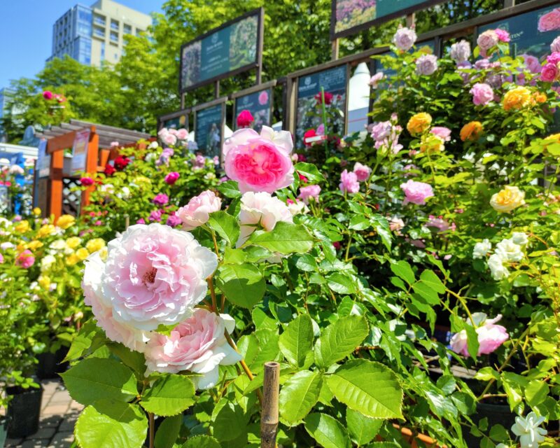花フェスタ札幌2025出展薔薇匠