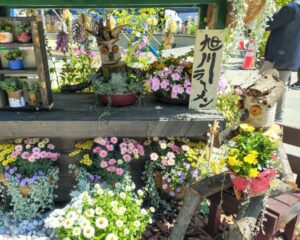 花フェスタ札幌2025　北海道農業高校ガーデニング甲子園　旭川農業高校A