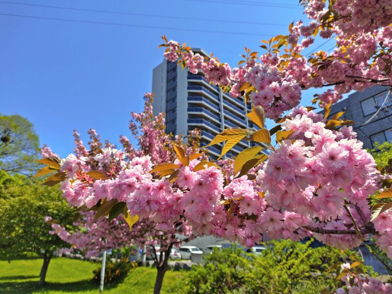 平岸高台公園の八重桜