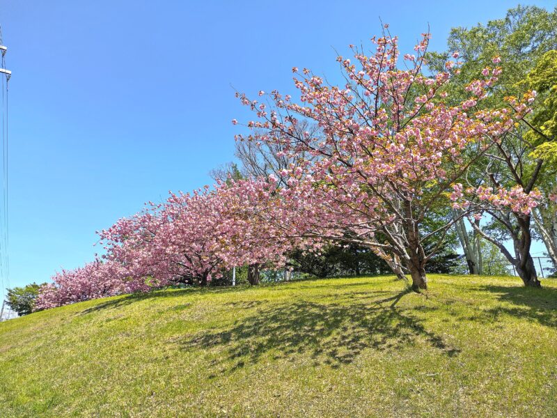 平岸高台公園の八重桜
