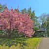 平岸高台公園の八重桜とあずまや