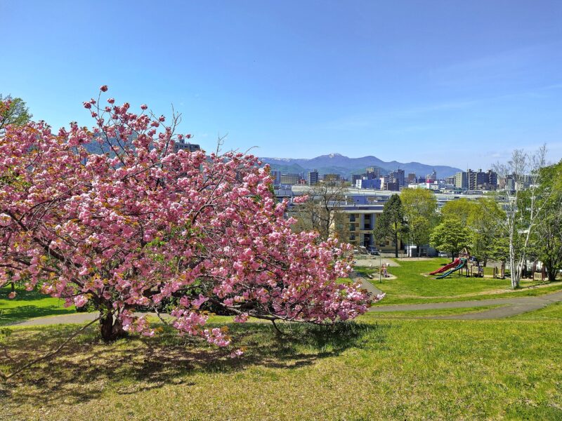 平岸高台公園の八重桜と眺望