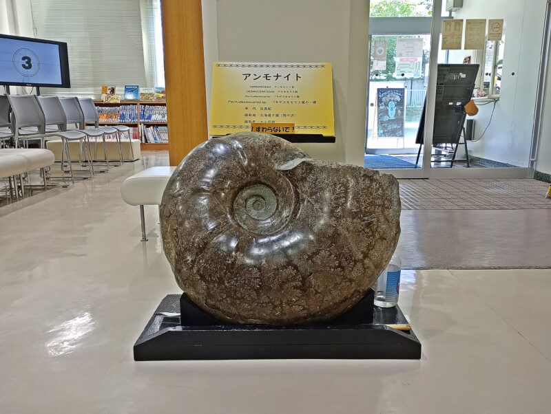 札幌市博物館活動センターに展示のアンモナイトの化石
