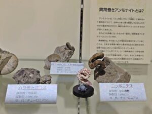 札幌市博物館活動センターに展示の異常巻きアンモナイトの化石