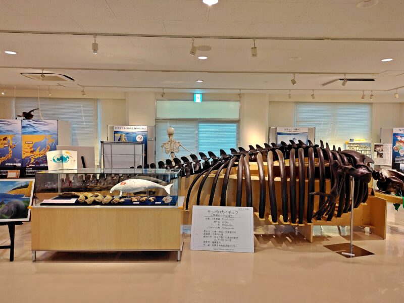 札幌市博物館活動センターの収蔵展示室