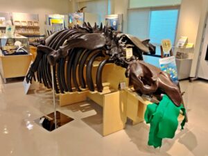 札幌市博物館活動センターに展示のサッポロカイギュウの骨格復元標本
