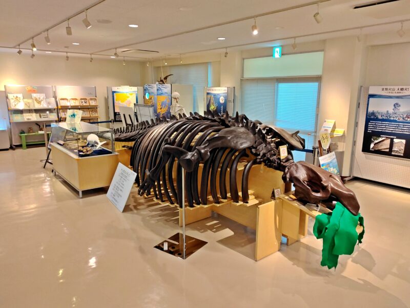 札幌市博物館活動センターの収蔵展示室