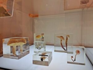 札幌市博物館活動センターに展示のキノコ類の樹脂標本