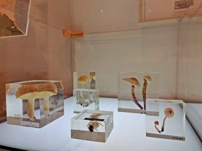 札幌市博物館活動センターに展示のキノコ類の樹脂標本
