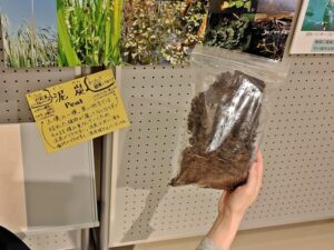 札幌市博物館活動センターに展示の泥炭の標本