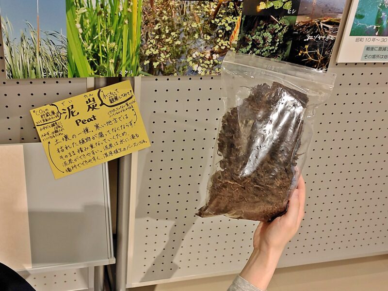 札幌市博物館活動センターに展示の泥炭の標本