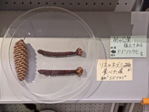 札幌市博物館活動センターに展示のドイツトウヒの松ぼっくり