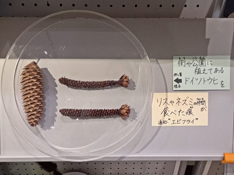 札幌市博物館活動センターに展示のドイツトウヒの松ぼっくり
