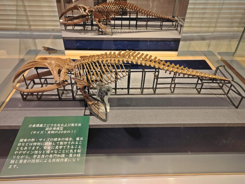札幌市博物館活動センターに展示のクジラ化石の骨格復元標本