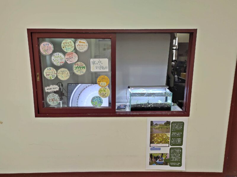 札幌市博物館活動センターの市内の水辺に生息する生き物の展示