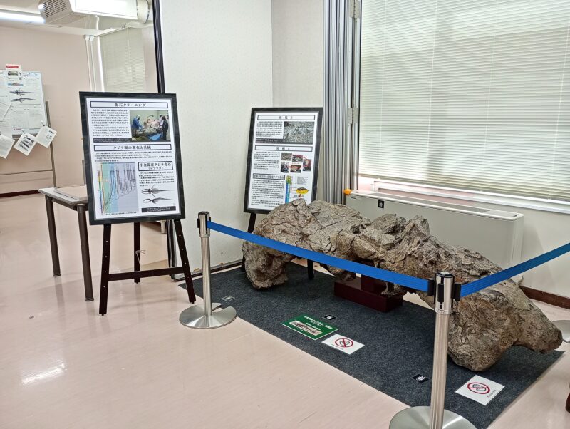 札幌市博物館活動センターに展示の新収蔵資料