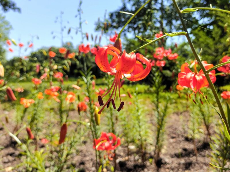 百合が原公園のリリウム・ダビディ
