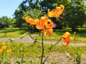 百合が原公園のヤマスカシユリ