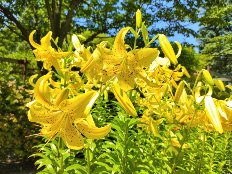 百合が原公園の北の星