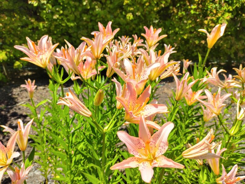 百合が原公園のブーケ
