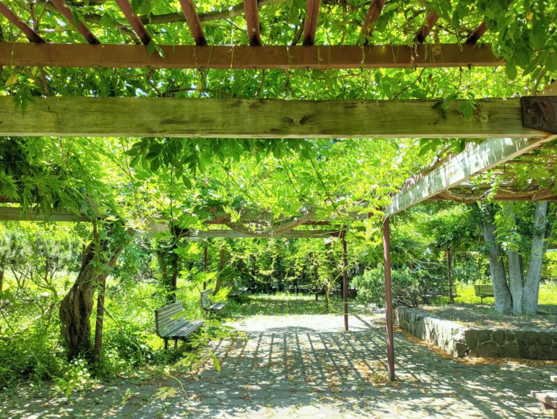 百合が原公園の藤棚