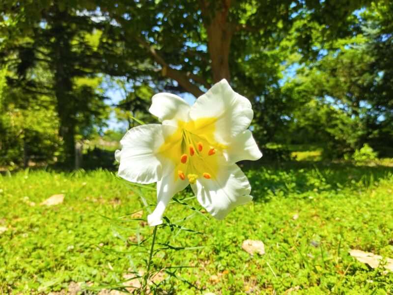 百合が原公園のリーガルアルバム