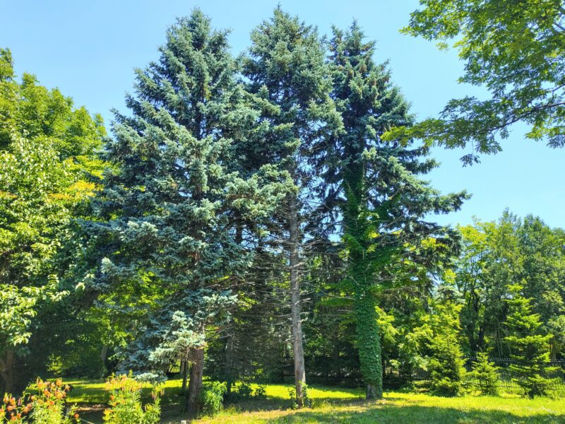 百合が原公園ムスカリの道付近の針葉樹