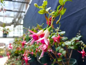 百合が原公園温室のワッセルニック