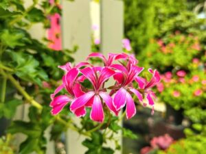 百合が原公園温室その３バルコニーステリーナ