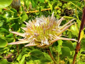 百合が原公園温室その３キングプロテア