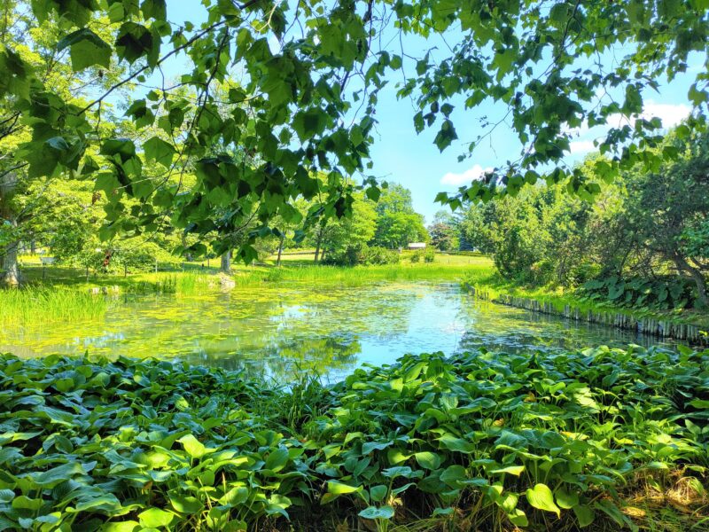 百合が原公園の池