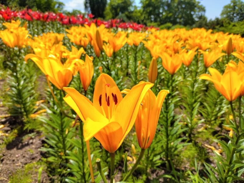 百合が原公園のマドンナリリー
