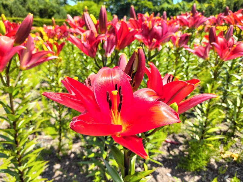 百合が原公園のスカシユリ