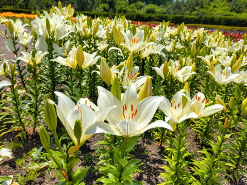 百合が原公園のLA百合