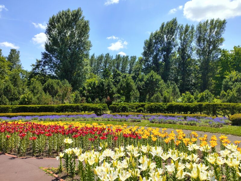 百合が原公園の「世界の百合広場」