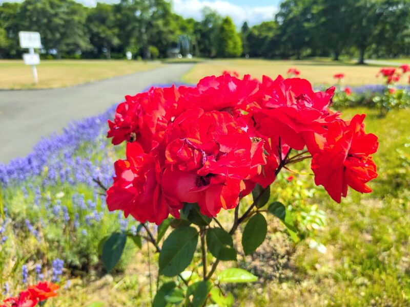 百合が原公園かおりの庭の赤いバラ