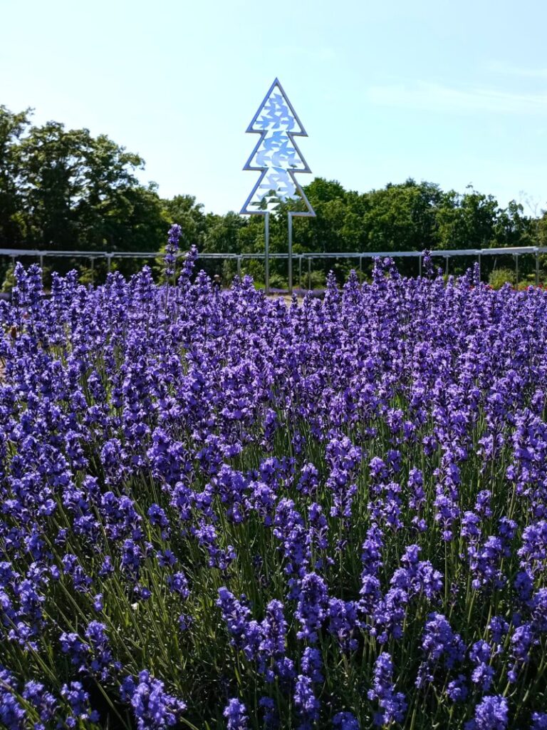 百合が原公園かおりの庭のムスカリ