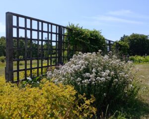 百合が原公園かおりの庭のスイートフェンネルとオレガノ・ヘレンハウゼン