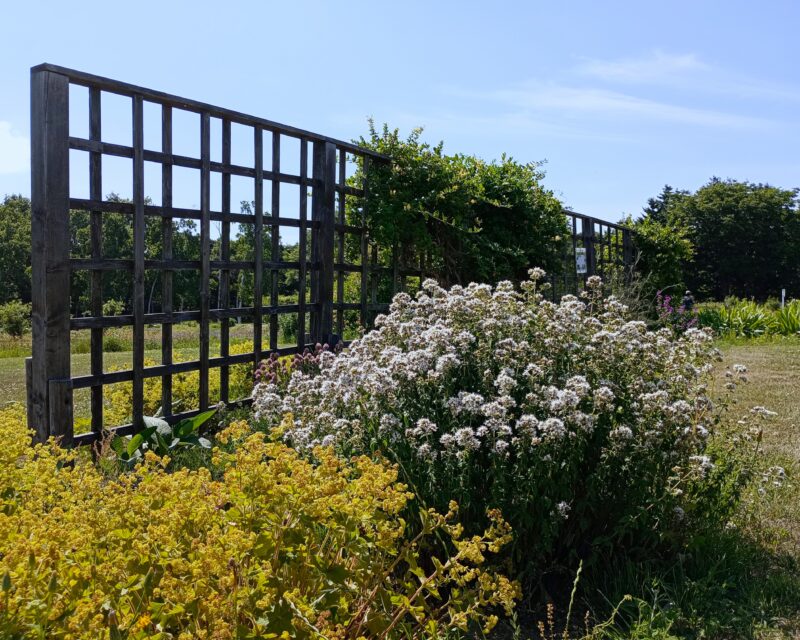 百合が原公園かおりの庭のスイートフェンネルとオレガノ・ヘレンハウゼン
