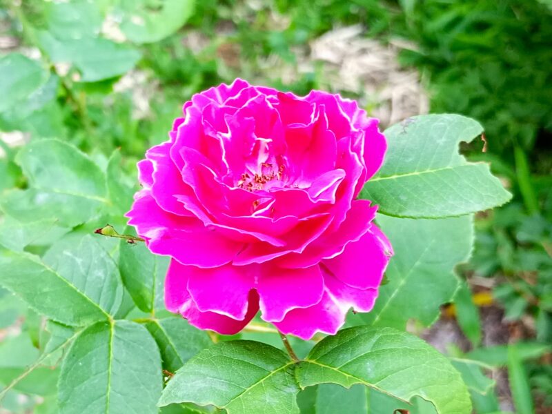 百合が原公園ローズウォークに咲く赤いバラ