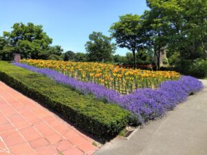 百合が原公園のムスカリの道