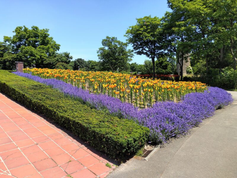 百合が原公園のムスカリの道