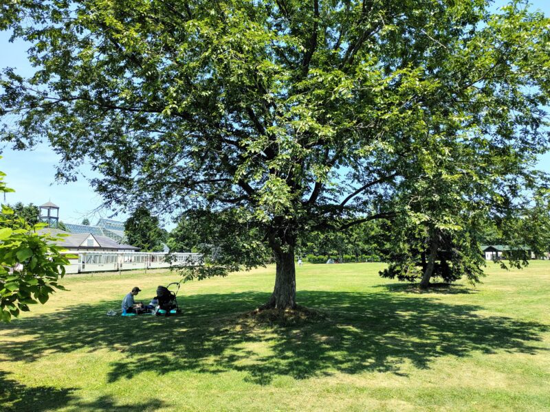 百合が原公園の芝生広場