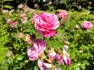 百合が原公園「世界の庭園」その４ポートランドガーデンのバラ