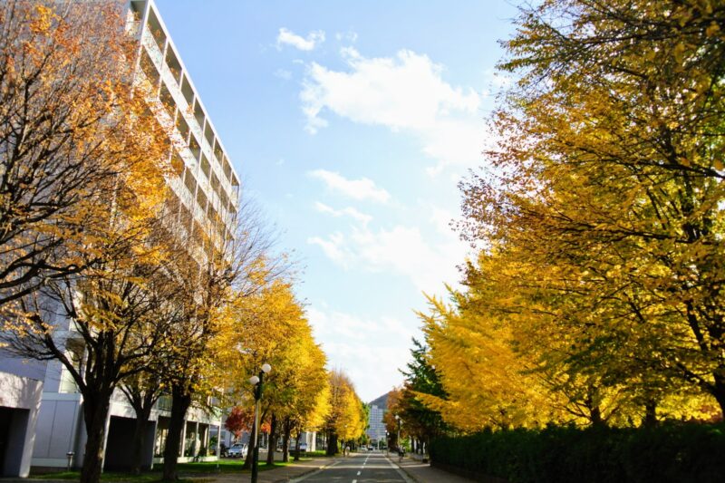 札幌市中央図書館そばの美しいイチョウ並木