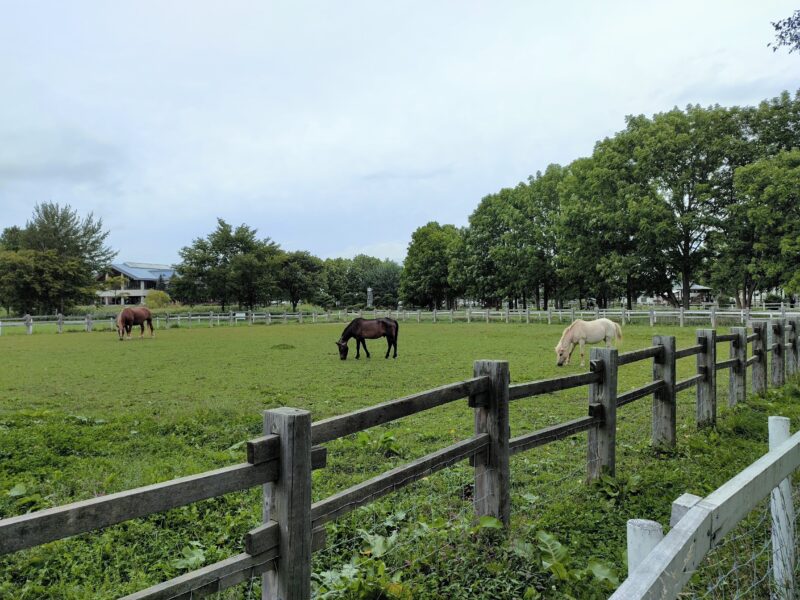 サッポロさとらんどの放牧場の馬（スマホのみで撮影）