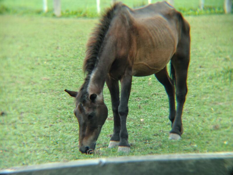 サッポロさとらんどの放牧場の馬（スマホ用望遠レンズを装着して撮影）