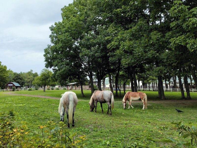 サッポロさとらんどの馬