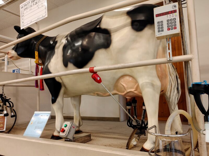 サツラクミルクの郷の牛の館の牛の模型